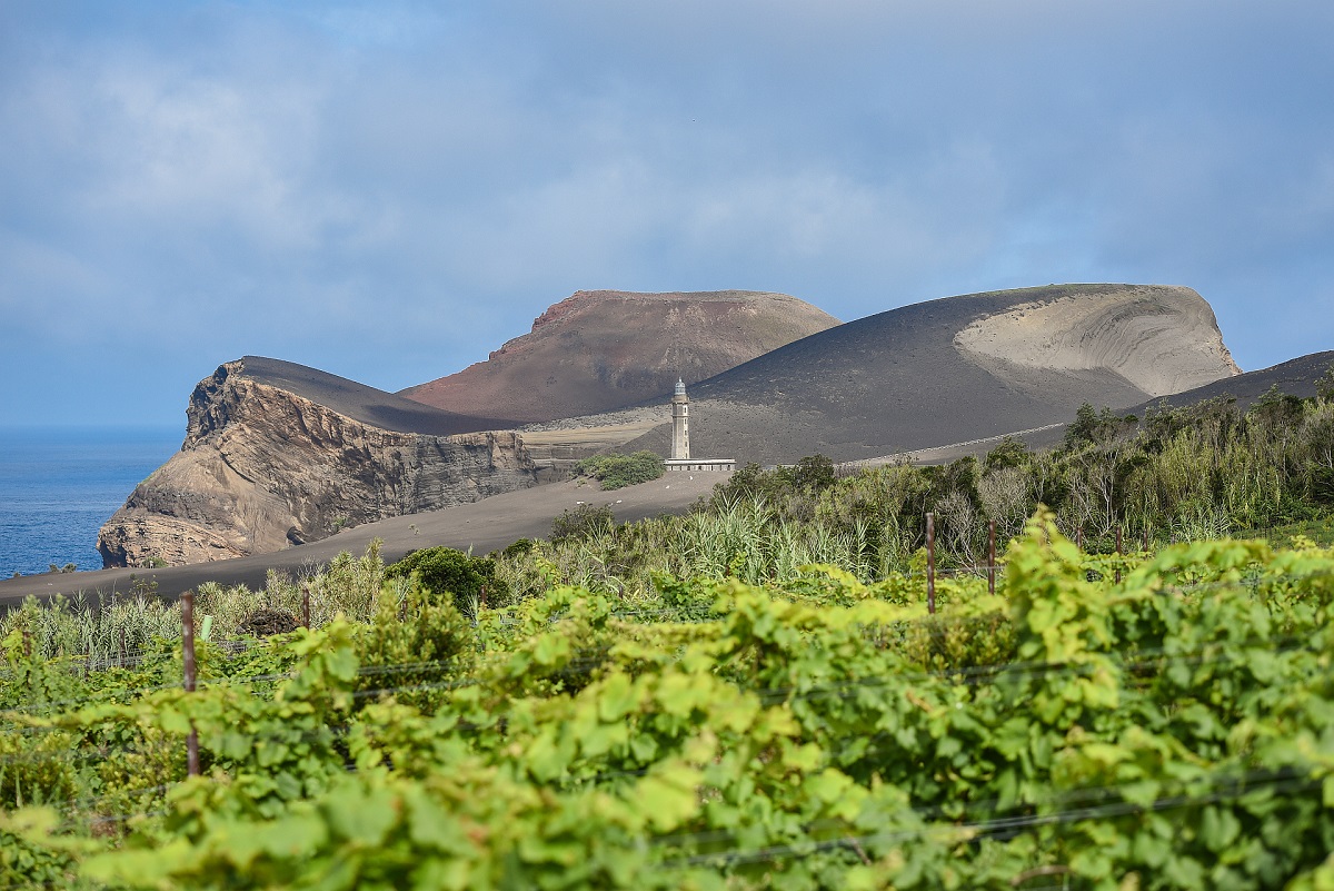 Adega do Vulcãoファイアル島の畑