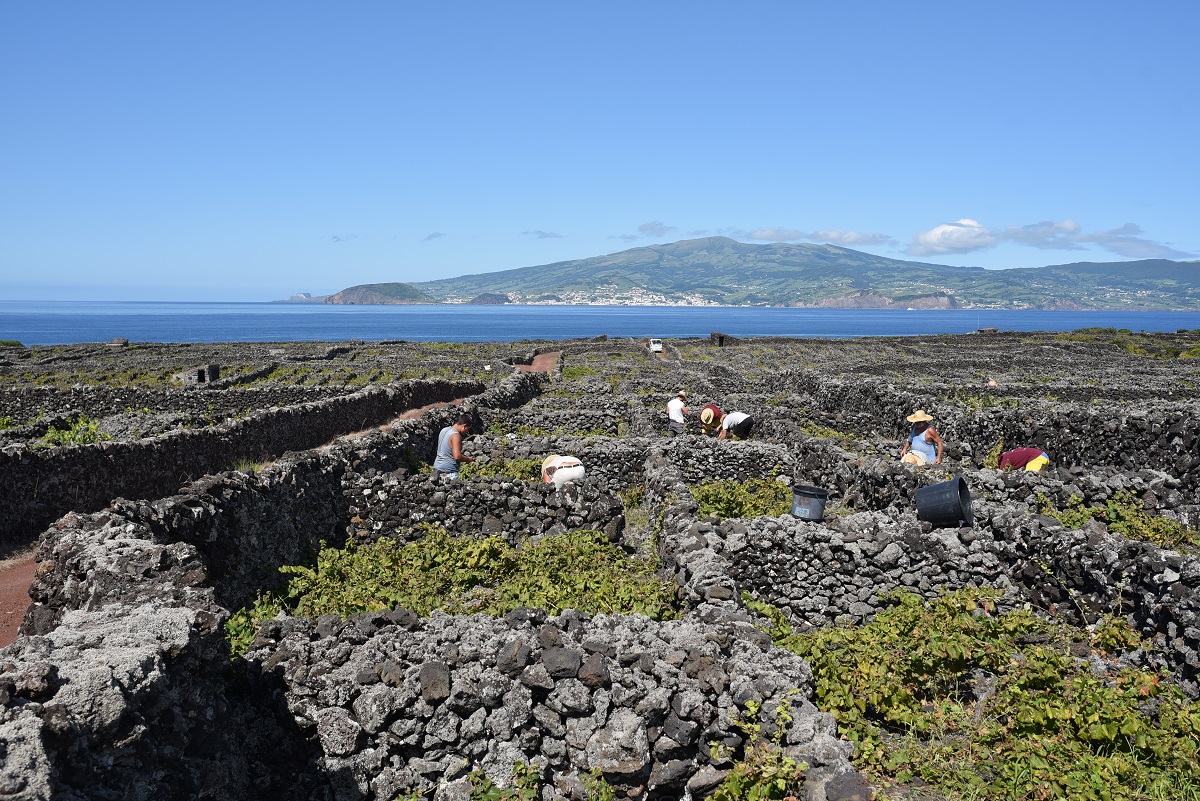 Adega do Vulcãoピコ島の畑
