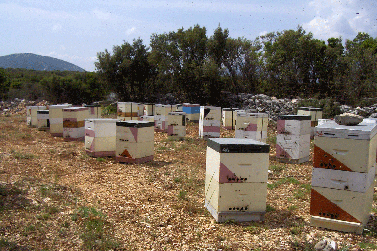 apiary-2