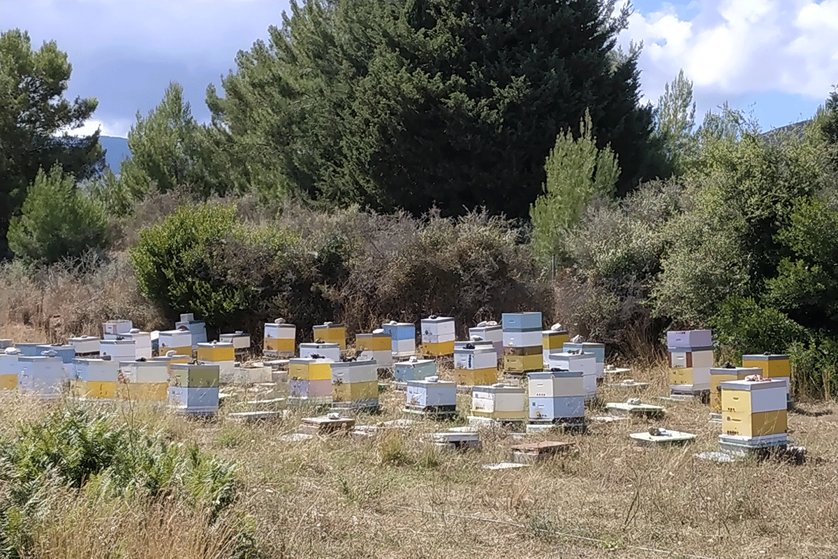 apiary-skala